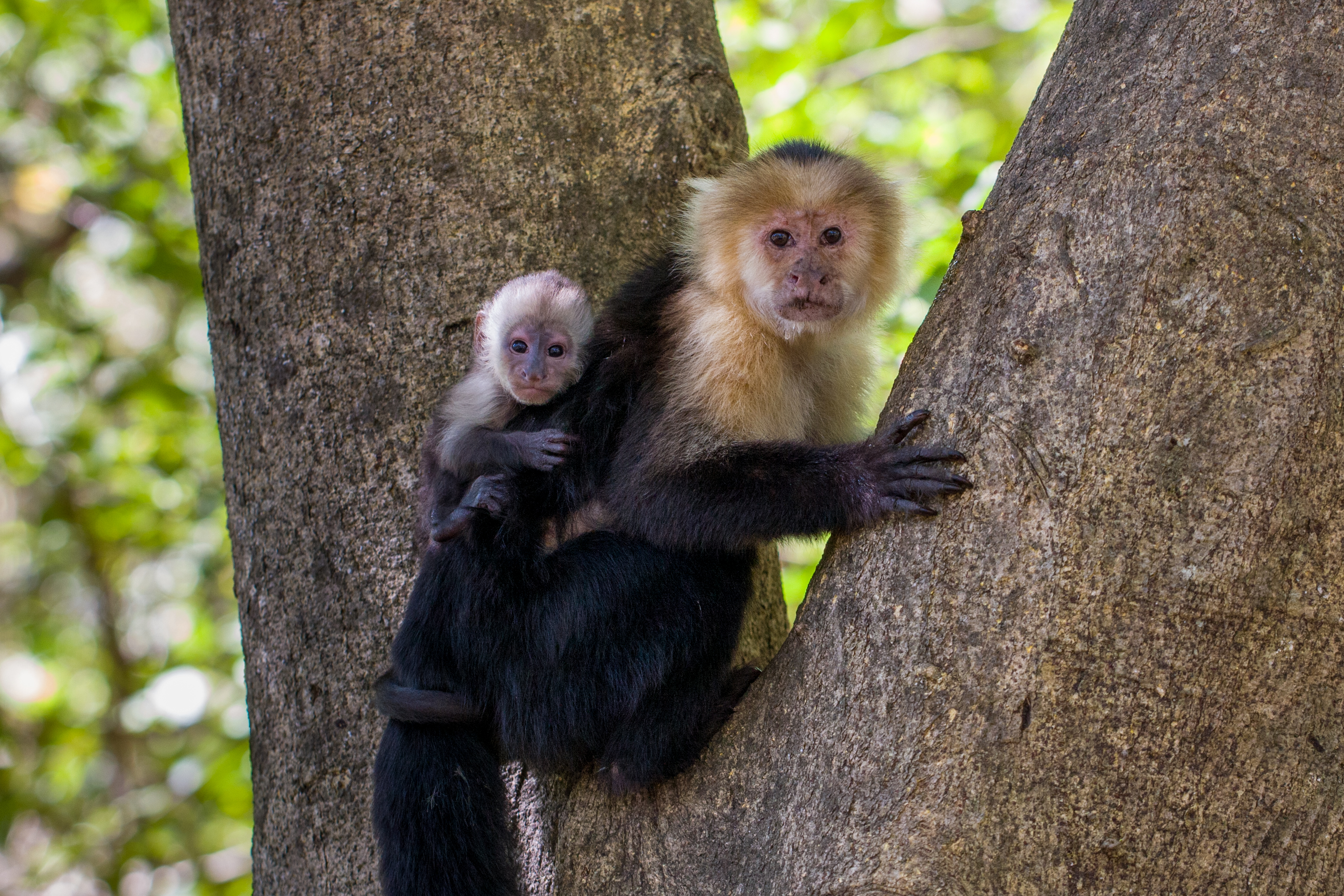 Female Reproductive Aging in Seven Primate Species: Patterns and ...