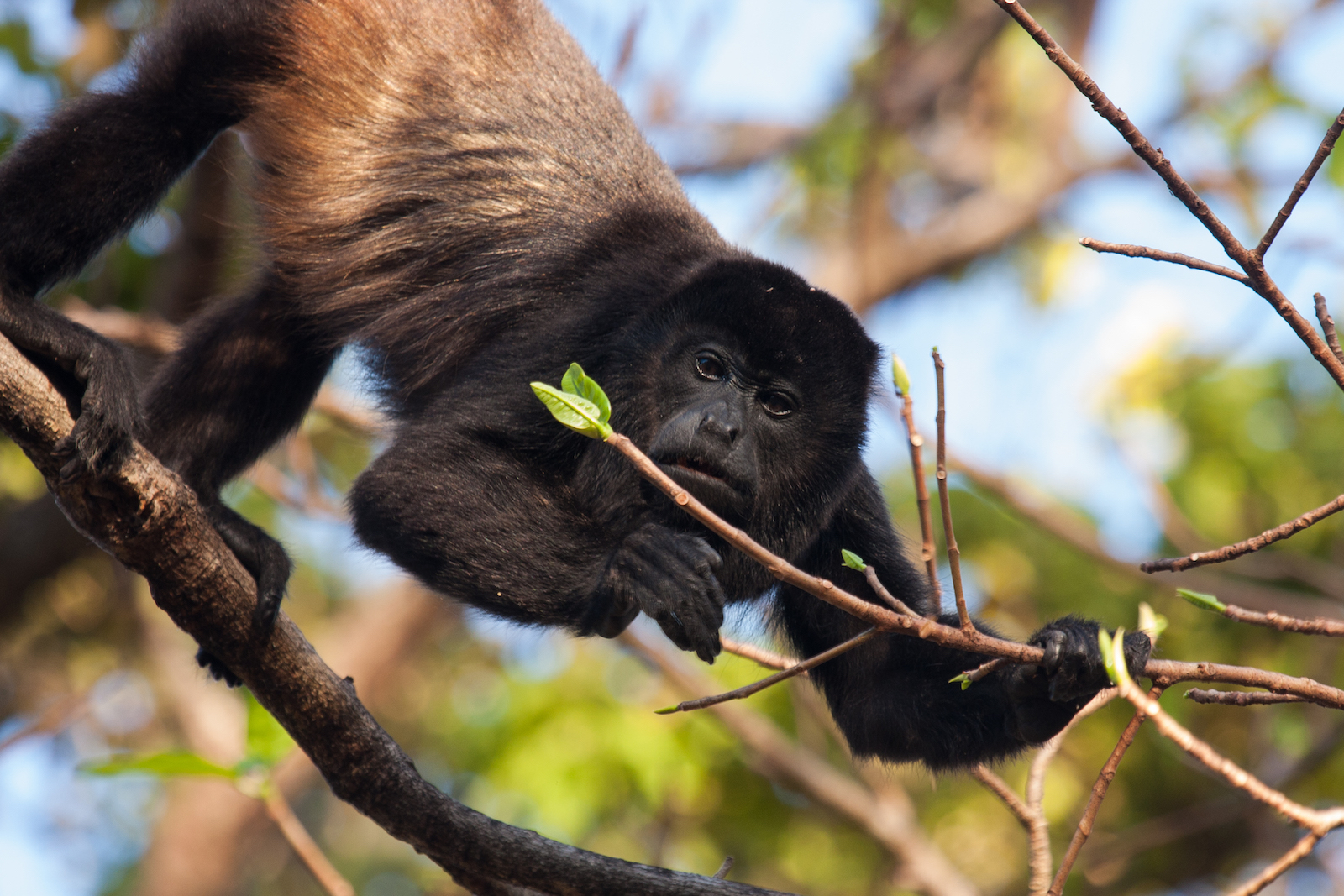 Howler Monkey Foraging Ecology Suggests Convergent Evolution of Routine